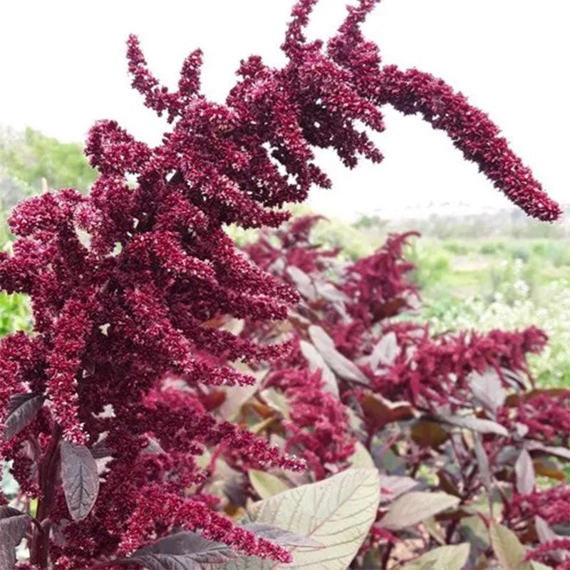 Hopi Red Dye Amaranth Flower Seeds