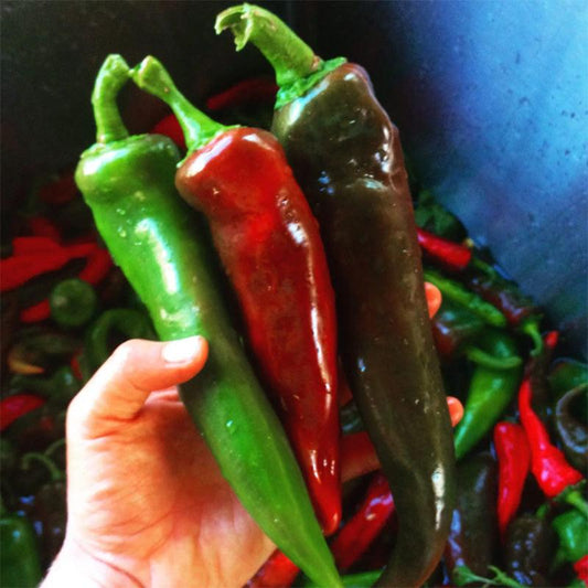 Mosco Chile Hot Roasting Pepper Seeds