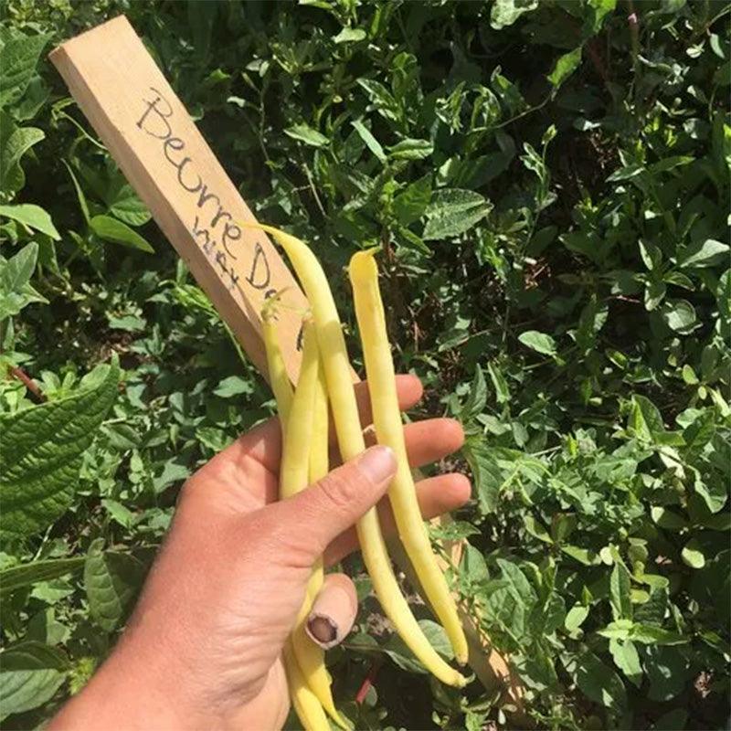 Buerre de Rockencourt Wax Bush Bean Seeds