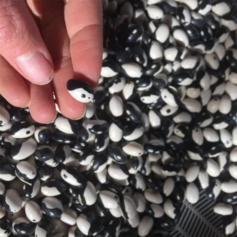 Calypso Bush Bean Seeds