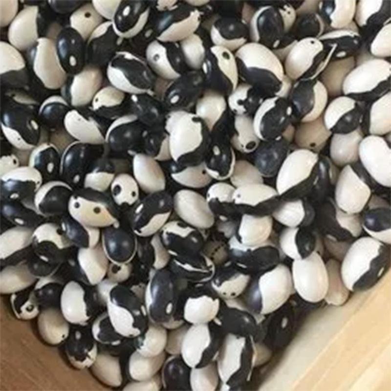 Calypso Bush Bean Seeds