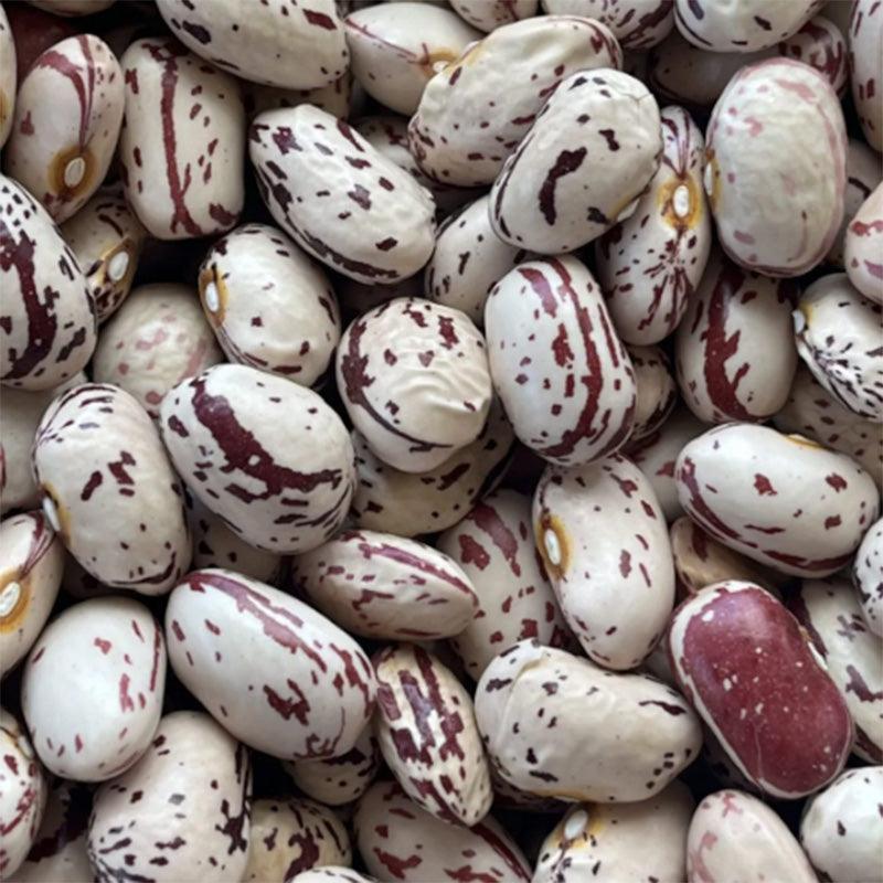 Borlotto Lingua Di Fuoco Nano Dry/Shell Bush Bean Seeds