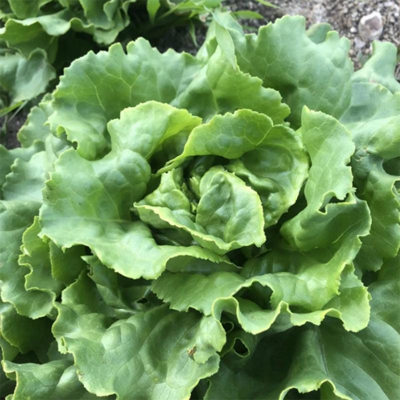 Divina Butterhead Lettuce Seeds