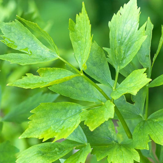 Lovage Seeds