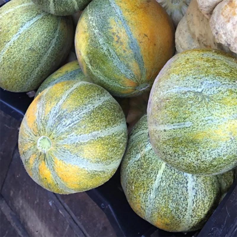 Ha'Ogen Melon Seeds
