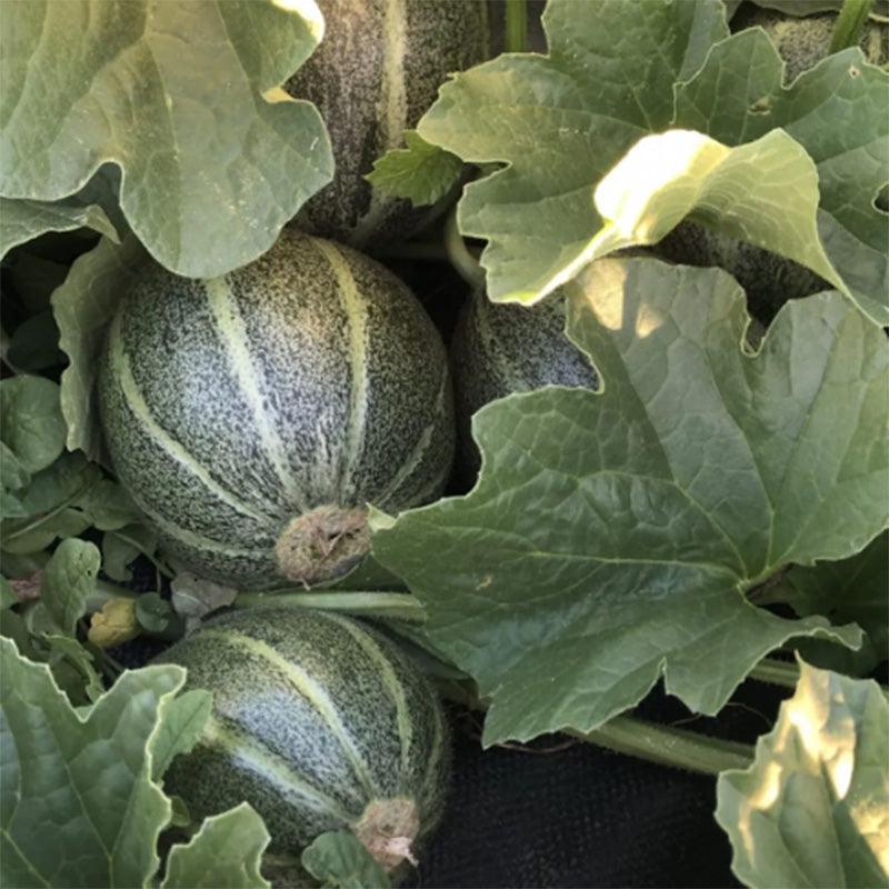 Ha'Ogen Melon Seeds