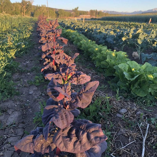 Ruby Mountain Spinach (Orach) Seeds