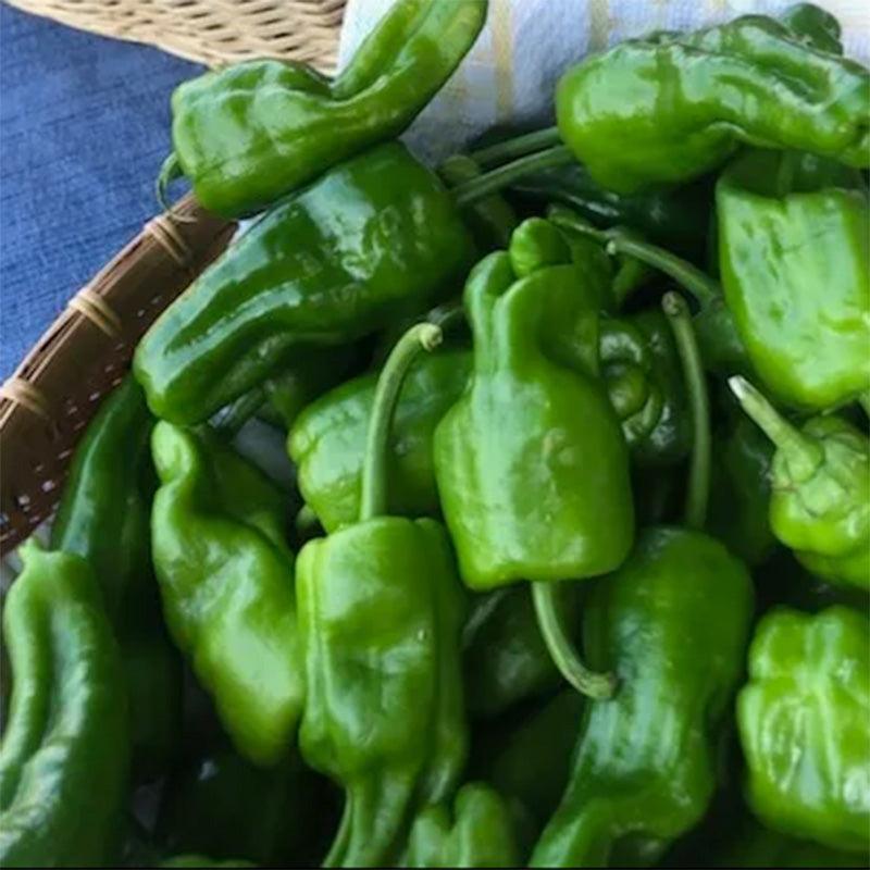 Padron Pepper Seeds