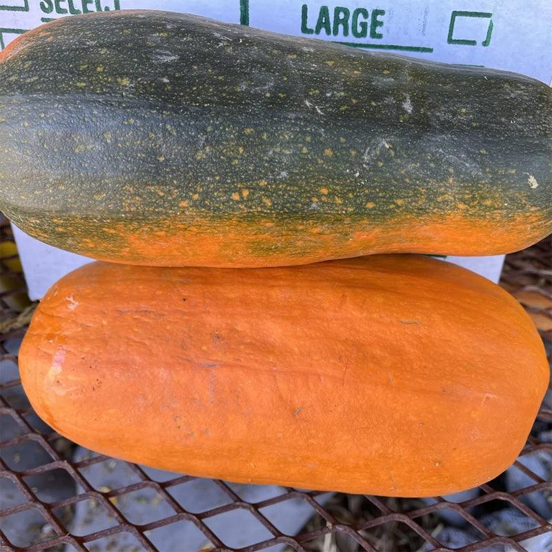 Algonquin Winter Squash Seeds