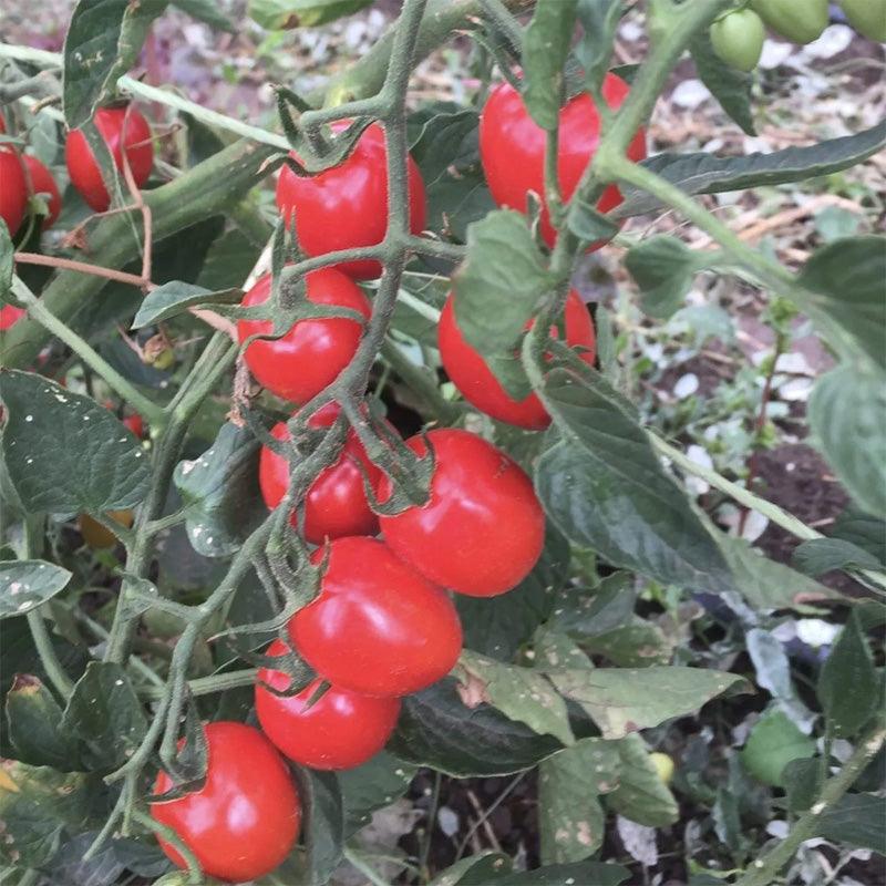 Gardener's Sweetheart Cherry Tomato Seeds