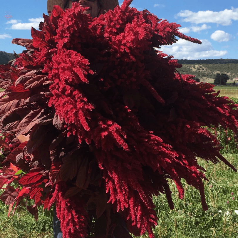 Burgundy Amaranth