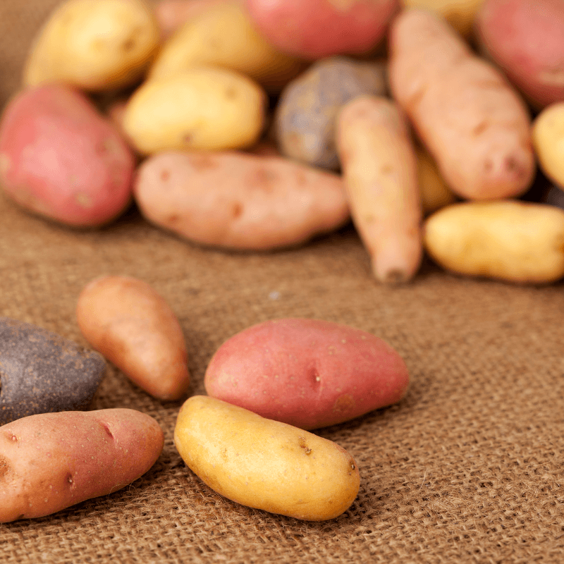 Organic Fingerling Mix Seed Potato (lb)