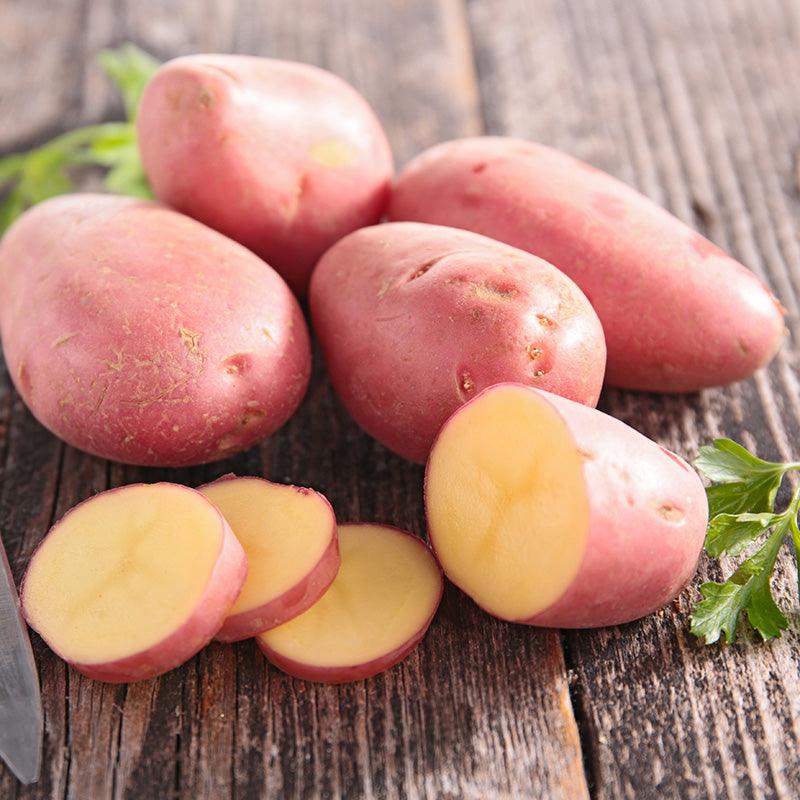 Organic Ciklamen Seed Potato (lb)