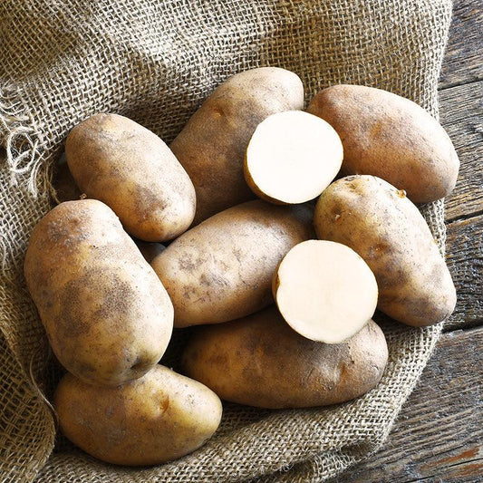 Organic Russet Norkotah Seed Potato (lb)