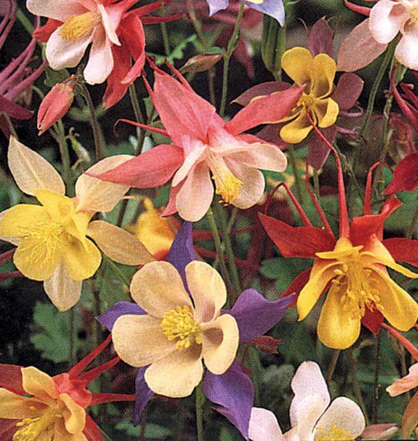 Columbine, "McKana's Giant Mix" 1/4 lb