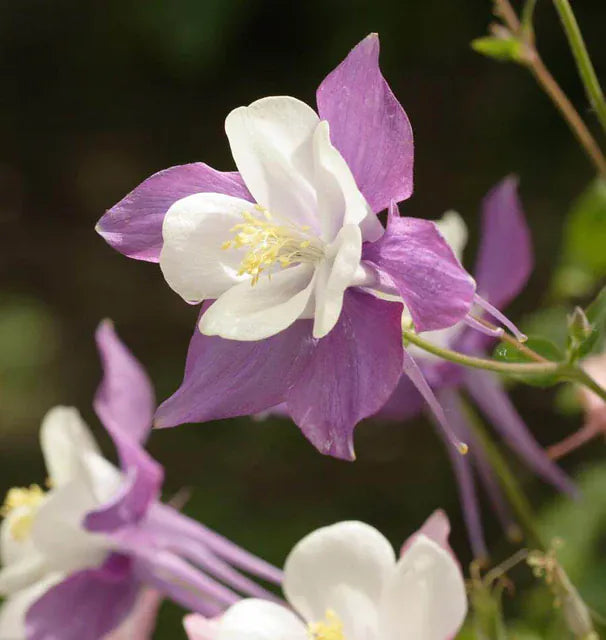 Columbine, "McKana's Giant Mix" 1/4 lb