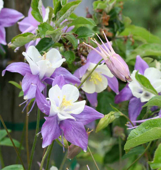 Columbine, "McKana's Giant Mix" 1/4 lb