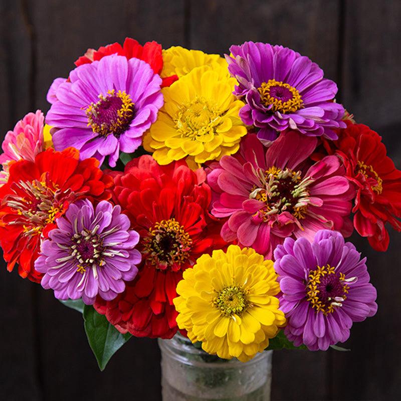 County Fair Blend Zinnia Seeds (Organic)