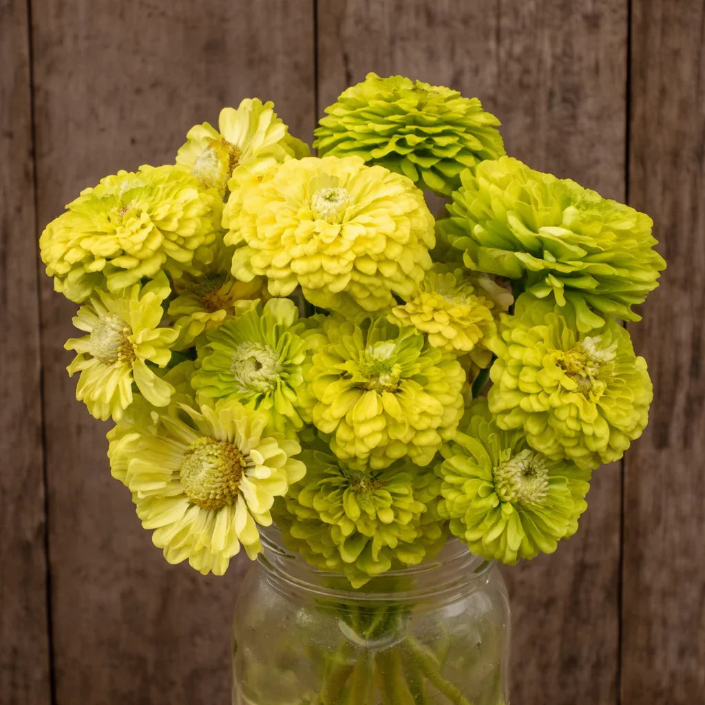 Queeny Lime Zinnia Seeds (Organic)