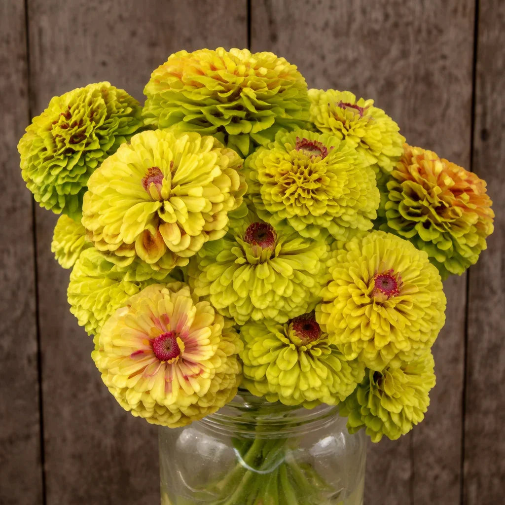 Queeny Lime with Blotch Zinnia Seeds (Organic)