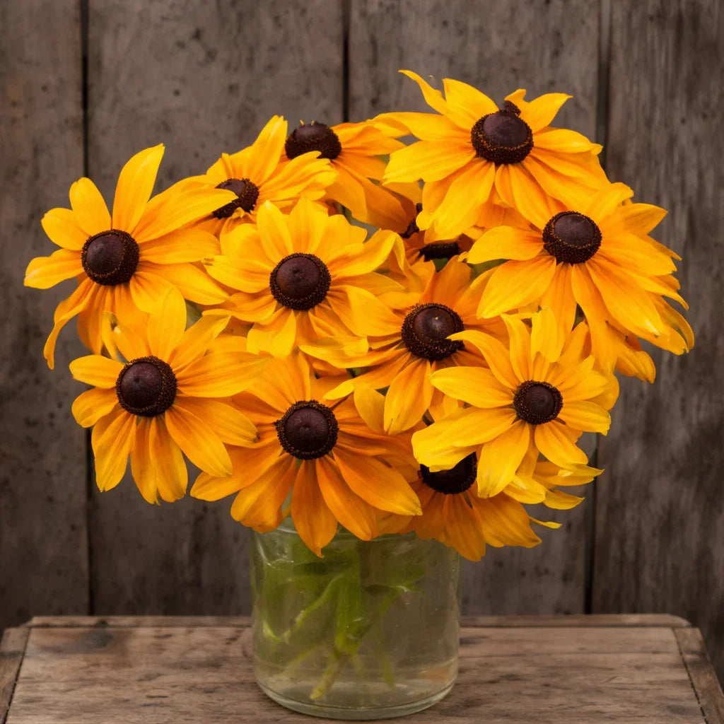 Marmalade Rudbeckia Seeds (Organic)