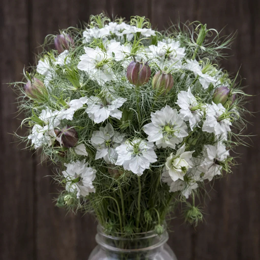 Cramer's Plum Nigella Seeds (Organic)