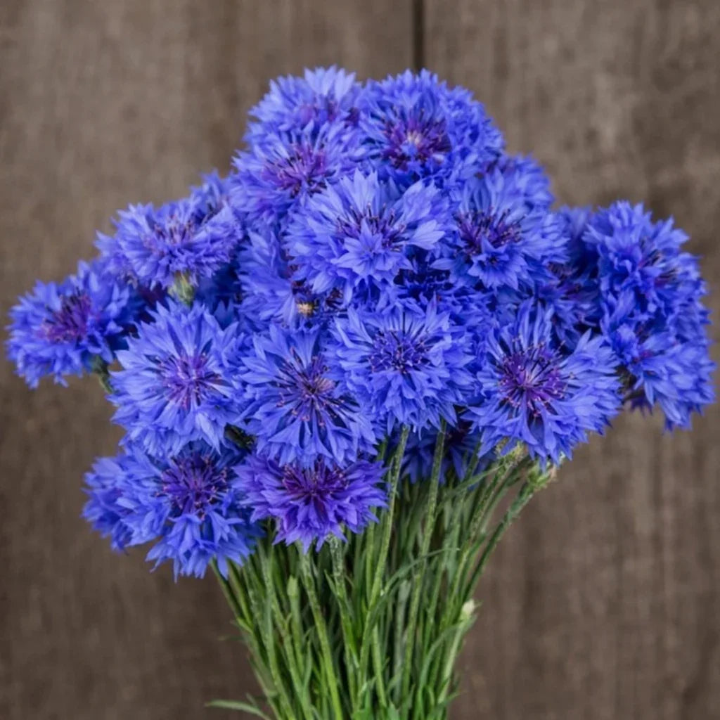 Blue Boy Bachelor Button Seeds (Organic)