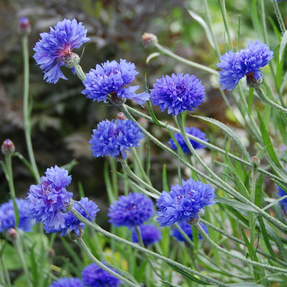 Blue Boy Bachelor Button Seeds (Organic)
