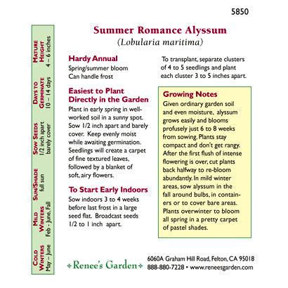 Summer Romance Alyssum Flower Seed Mix