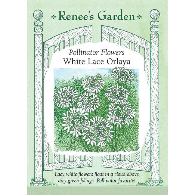 White Lace Orlaya Grandiflora