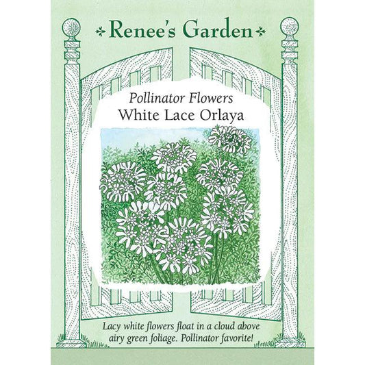 White Lace Orlaya Grandiflora
