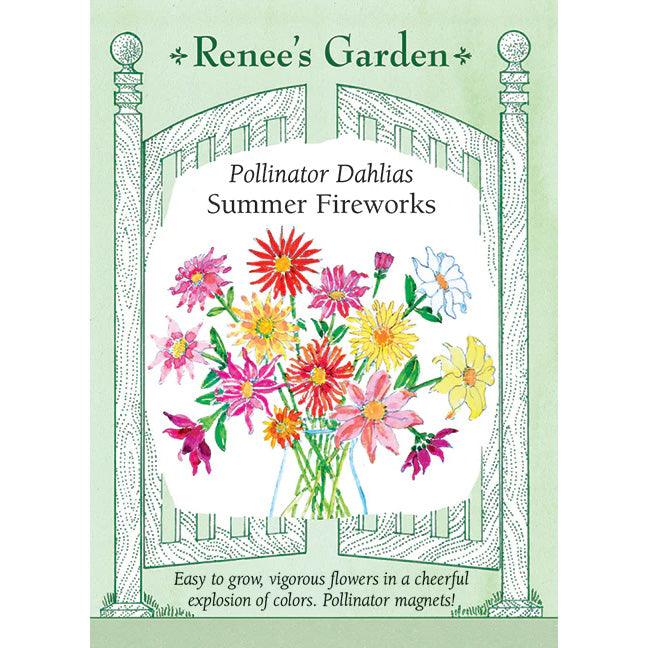 Summer Fireworks Dahlia