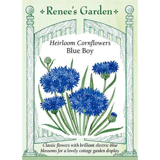 Blue Boy Cornflower