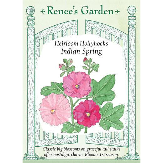 Indian Spring Hollyhock