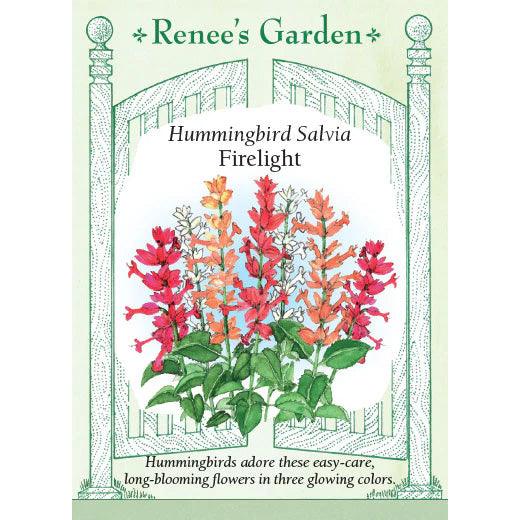 Firelight Salvia