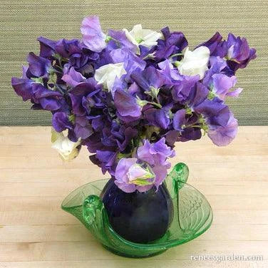 Mermaid's Dream Sweet Pea