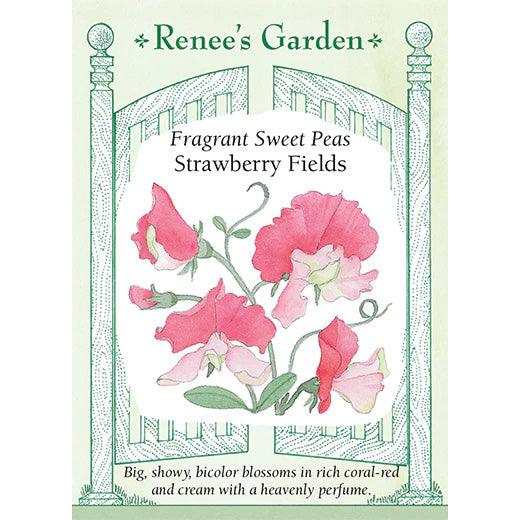 Strawberry Fields Sweet Pea