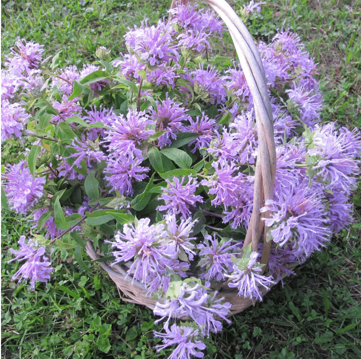 Wild Bergamot Art Pack