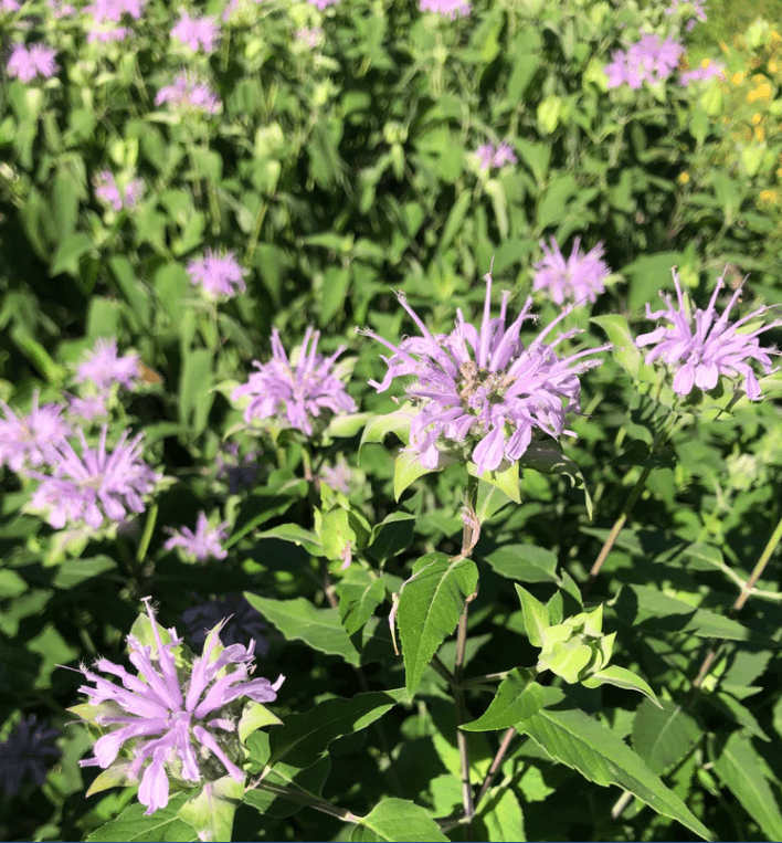 Wild Bergamot Art Pack
