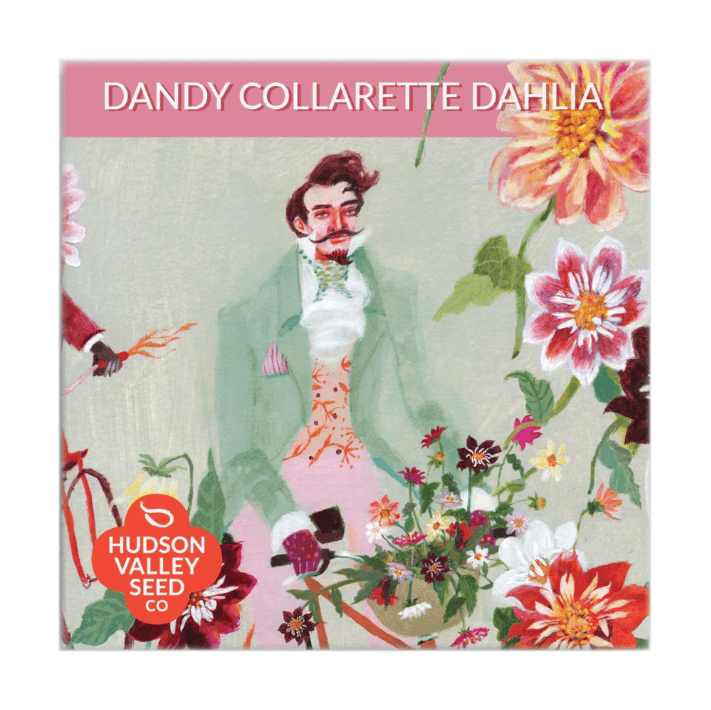 Dandy Collarette Dahlia Art Pack