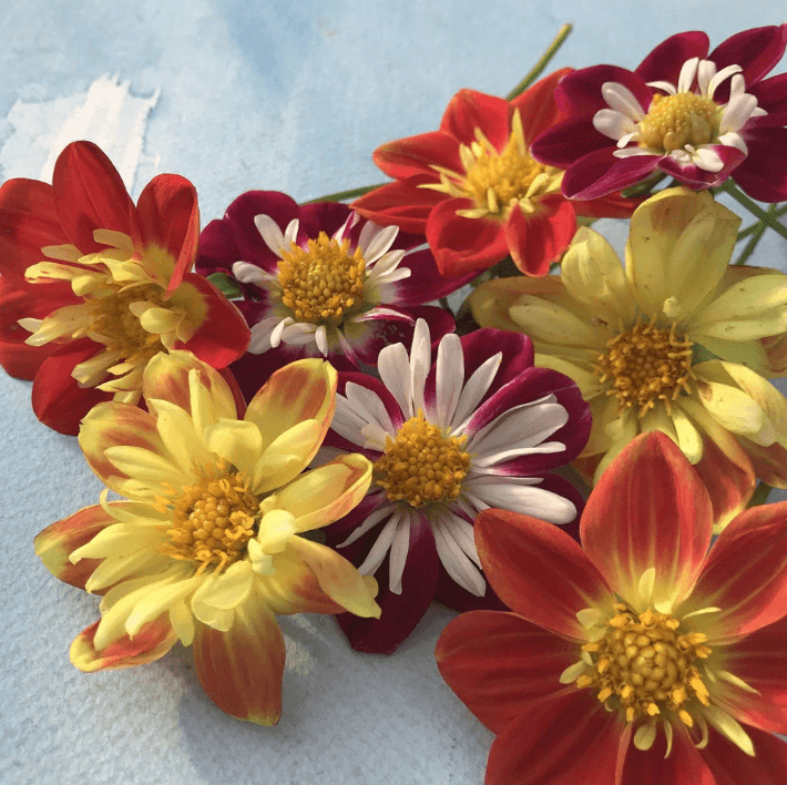 Dandy Collarette Dahlia Art Pack