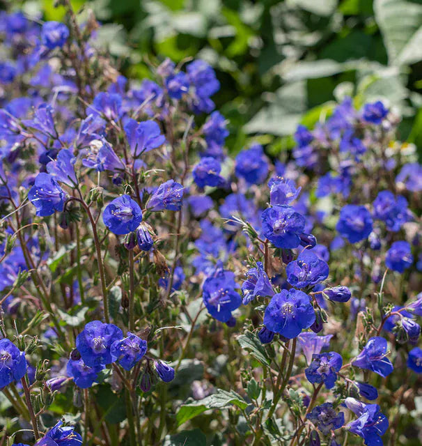 California Blue Bells 1/4lb
