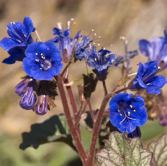 California Blue Bells 1/4lb