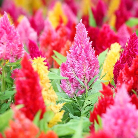 Organic Supercrest Celosia Mix (1 oz)