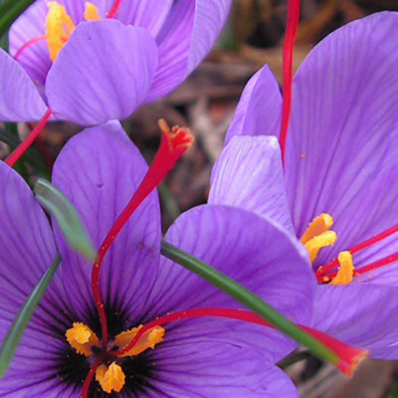 Crocus Sativus Saffron (Pack of 12)