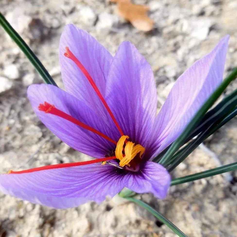 Crocus Sativus Saffron (Pack of 12)