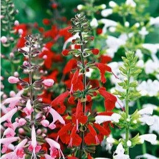 Bee Heaven Container Salvia Flower Seeds