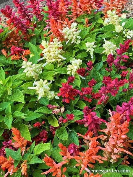 Firelight Salvia