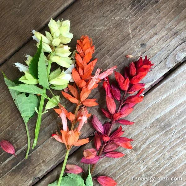 Firelight Salvia