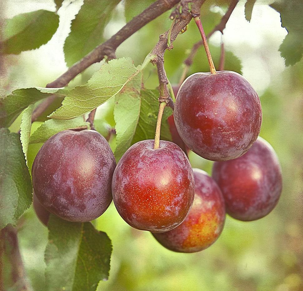 Low Chill Plum, 4 on 1 Multi Grafted Fruit Tree